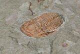 Ordovician Trilobite (Euloma) - Zagora, Morocco #85206-2
